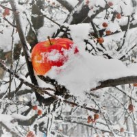 Яблоки на снегу :: Ирина Олехнович