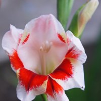 Цветок гладиолуса. :: сергей 