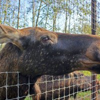 Ариель и Нинель :: Владимир Соколов (svladmir)