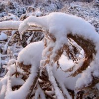 Ледяной муравьед...) :: Анатолий Колосов