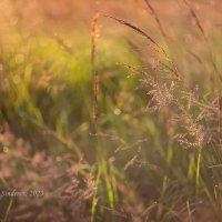 Луговая трава после дождя :: Александр Синдерёв