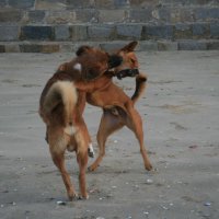Вьетнамские собаки :: Лютый Дровосек