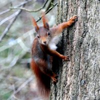 БЕЛКА ОБЫКНОВЕННАЯ (Sciurus vulgaris). :: "The Natural World" Александер