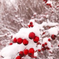 Природа под снегом :: Юлия Закопайло