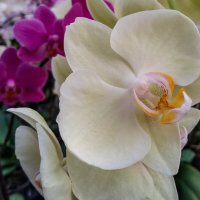 В царстве орхидей.Нежность :: Любовь 