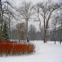 Краски зимы. :: Лия ☼