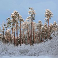 *** :: РозаВетроф 