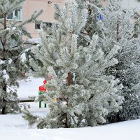 В декабре, в декабре  все деревья в серебре :: Татьяна Лютаева