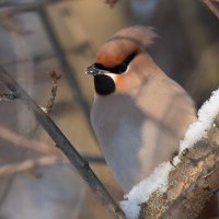 Свиристель. :: Владимир Безбородов