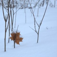 Осенний лист на фоне снега :: Танзиля Завьялова