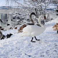 Лебеди в городском парке :: Рита Симонова