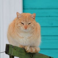 Зимний котейка. :: Андрей Андрианов