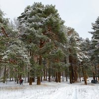 Сосновый бор в пригороде Смоленска (репортаж из поездок по области). :: Милешкин Владимир Алексеевич 