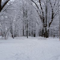 В зимнем парке. :: Милешкин Владимир Алексеевич 