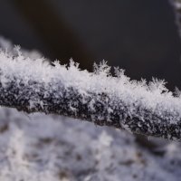 Снег :: Виктория 