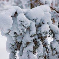 После обильного снегопада :: Любовь Сахарова