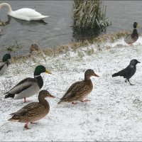 ... :: Сеня Белгородский