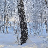 Зимний лес :: Татьяна Лютаева