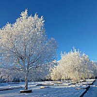 Февраль...Серебряные деревья в сквере! :: Владимир 