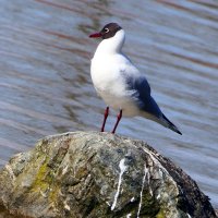 Маленькая Чайка недавно научилась летать, сидит на камне. :: "The Natural World" Александер