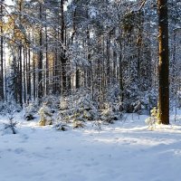 Хвойный лес в январе (репортаж из поездок по области). :: Милешкин Владимир Алексеевич 