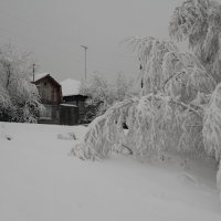 Под тяжестью снега :: Сергей Шаврин