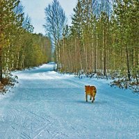 Январь...По дороге на дачу! :: Владимир 