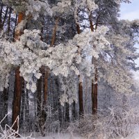 Молодые сосенки :: Наталия Григорьева