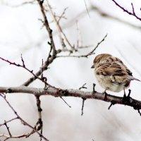 Одиночество. :: Восковых Анна Васильевна 