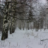 Зимний туман. :: Андрей Андрианов