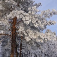 Мороз крепчает :: Наталия Григорьева