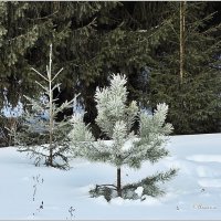 Про зимний лес... :: Aquarius - Сергей