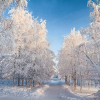 Стройные березки - как невесты :: Николай Зиновьев