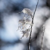 Ветка в снегу :: Геннадий Б
