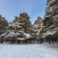 Зима в лесу :: Александр Синдерёв