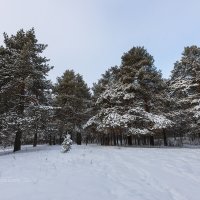 Снежный пейзаж :: Александр Синдерёв