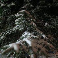 елочка в снегу :: вячеслав коломойцев