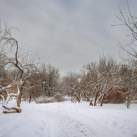 В зимнем парке... :: Сергей Кичигин