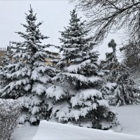 Ёлочки в снежном убранстве! :: Надежда 