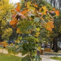 Осенний букет :: Валентин Семчишин