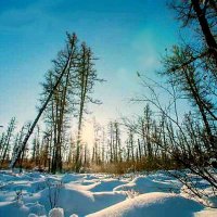 Мороз и солнце ... wonderful day...! :: Игорь Пляскин