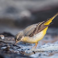 На кромке воды :: Александр К.