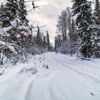 Прогулка по зимнему лесу :: Сергей Винтовкин