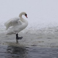 Лебедь расправляет крылья :: Рита Симонова
