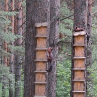 Веселые белки в парке Красноярска :: ИРЭН@ .