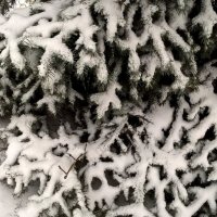 Снежные лапки :: Елена Семигина