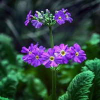 Primula-japonica-&#39;Violet-Oriental&#39; :: Андроник Александр 