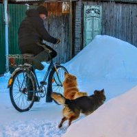 "Нападение " на зимнего велосипедиста! :) :: Елена Хайдукова  ( Elena Fly )
