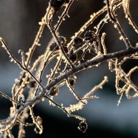 Ветка розы в утреннем солнечном золоте. :: Восковых Анна Васильевна 