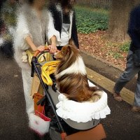 В Японии возят собак в колясках :: wea *